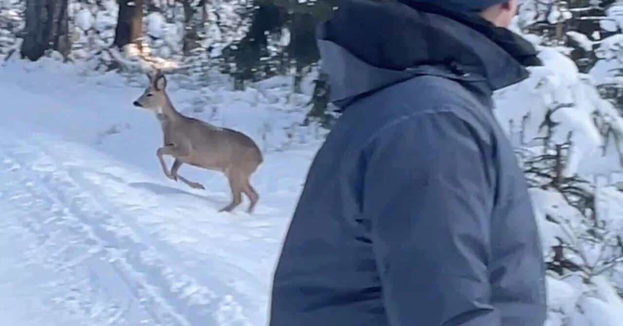 【内山竣太選手 寄稿】ヘルシンキの森で、人生初スキーと鹿の群れ